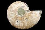 Cut & Polished Ammonite Fossil (Half) - Crystal Pockets #162152-1